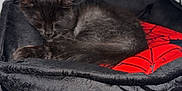 Edgar is registered to the contest to win money with this photo: black_kitten, sleeping_cat, pet_bed, red_cushion, black_fur, indoor, resting, cozy, cute, animal, feline, domestic_cat, soft_bed, curled_up, quiet, peaceful, close_up, home, pet, fur