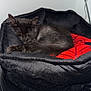 black_kitten, sleeping_cat, pet_bed, red_cushion, black_fur, indoor, resting, cozy, cute, animal, feline, domestic_cat, soft_bed, curled_up, quiet, peaceful, close_up, home, pet, fur