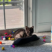 Edgar is registered to the contest to win money with this photo: kitten, black_cat, carpet, toys, spring_toys, sunlight, window, door, indoor, pet, animal, feline, playful, colorful, fabric, relaxed, shadow, home, young_cat, cozy