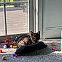 kitten, black_cat, carpet, toys, spring_toys, sunlight, window, door, indoor, pet, animal, feline, playful, colorful, fabric, relaxed, shadow, home, young_cat, cozy