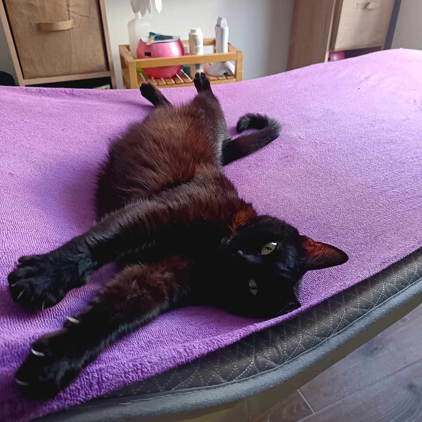 Aiko a rejoint le concours — aidez-le/la à gagner de superbes lots ! accessories, animal, bag, bed, bedroom, blackcat, cat, furniture, handbag, homedecor, indoors, interiordesign, manx, pet, plywood, purple, room, shelf, table, wood