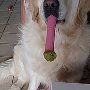 Shadow a rejoint le concours — aidez-le/la à gagner de superbes lots ! dog, golden_retriever, toy, indoor, floor, tile, pet, animal, muzzle, fur, nose, ears, sitting, relaxed, household, furniture, blanket, cushion, background, calm