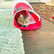 Celeste joined the competition — help win amazing prizes! cat, tabby, feline, pet, animal, fluffy, whiskers, ears, green_eyes, sitting, hiding, play_tunnel, pink_tunnel, indoor, living_room, wooden_floor, shaggy_rug, carpet, cat_toy, home_decor