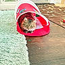cat, tabby, feline, pet, animal, fluffy, whiskers, ears, green_eyes, sitting, hiding, play_tunnel, pink_tunnel, indoor, living_room, wooden_floor, shaggy_rug, carpet, cat_toy, home_decor