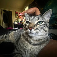 Isreal is registered to the contest to win money with this photo: cat, tabby, pet, hand, bed, indoor, relaxed, green_eyes, fur, close_up, room, window, manicured_nails, comfort, cozy, striped, animal, domestic, feline, resting