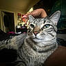 cat, tabby, pet, hand, bed, indoor, relaxed, green_eyes, fur, close_up, room, window, manicured_nails, comfort, cozy, striped, animal, domestic, feline, resting