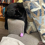 Binx is registered to the contest to win money with this photo: animal, architecture, armchair, building, canine, cat, chair, couch, cushion, dog, furniture, homedecor, indoors, livingroom, person, pet, pillow, puppy, room, sleeping