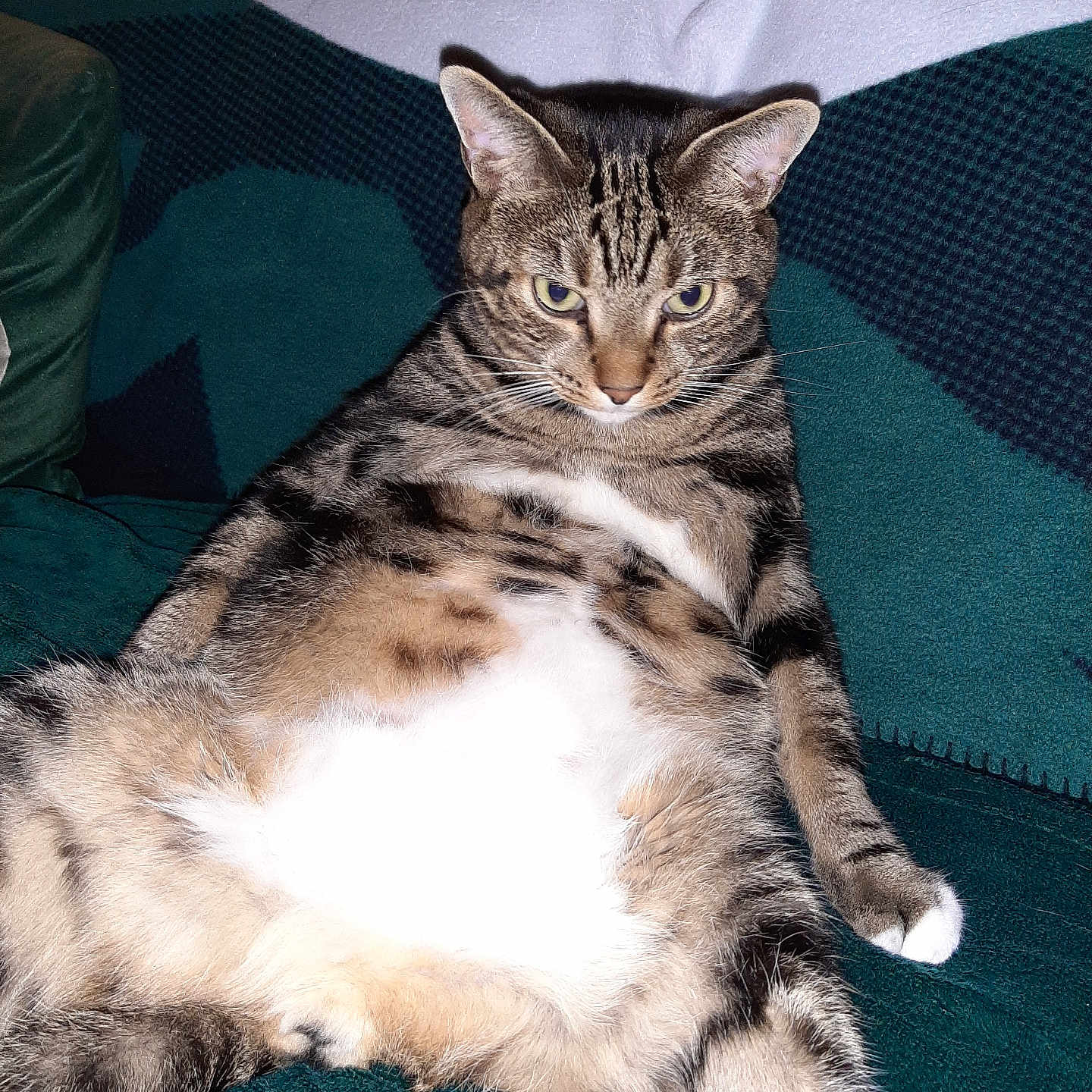 Bubby joined the competition — help win amazing prizes! animal, cat, comfort, couch, cute, feline, fluffy, fur, home, indoor, mammal, paw, pet, plush, relaxed, resting, sitting, striped, tabby_cat, whiskers