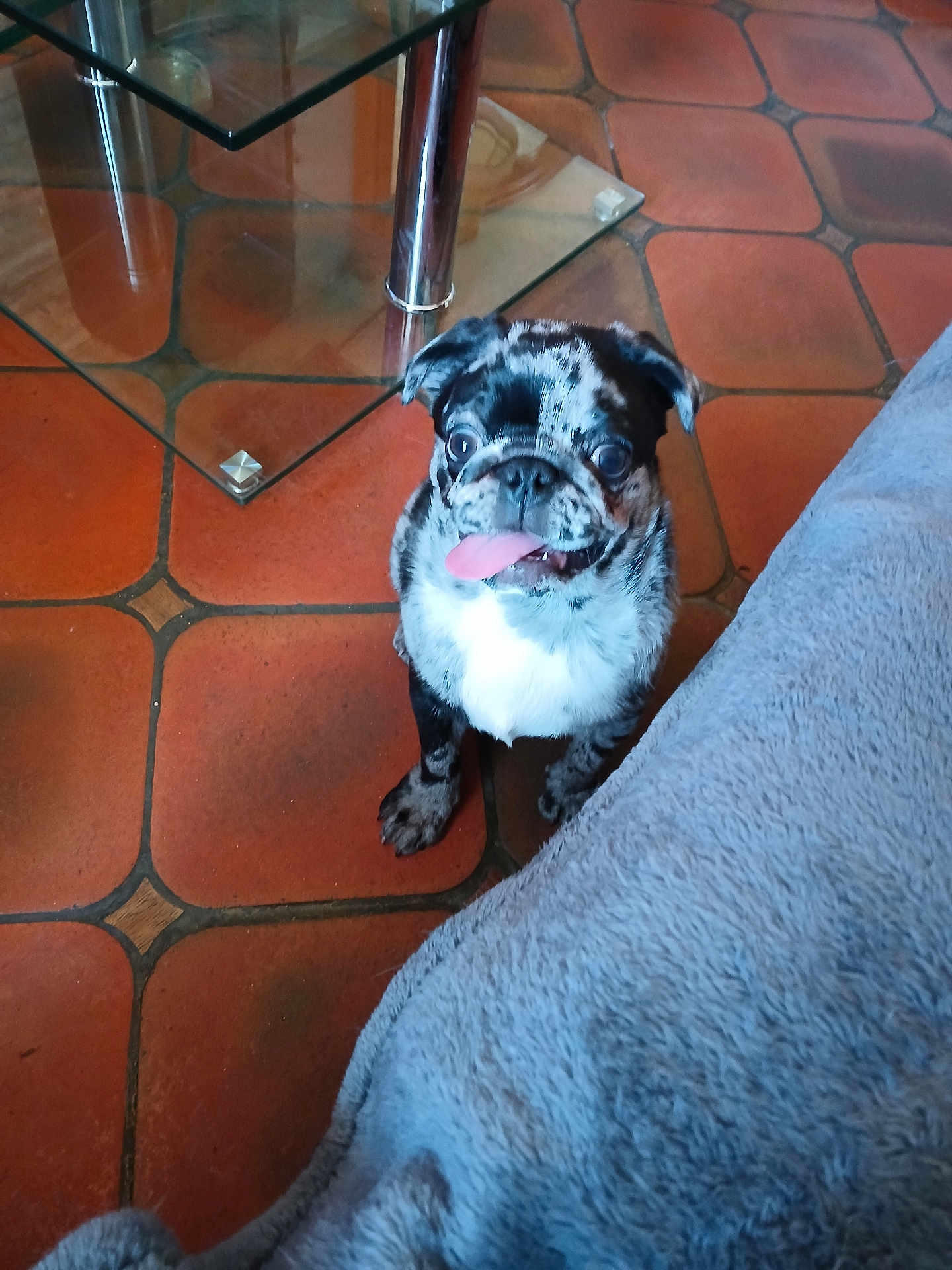 Apache a rejoint le concours — aidez-le/la à gagner de superbes lots ! dog, pug, tongue_out, merle_coat, pet, indoor, floor, tile_floor, glass_table, blanket, playful, cute, animal, companion, small_dog, sitting, looking_up, domestic, household, funny