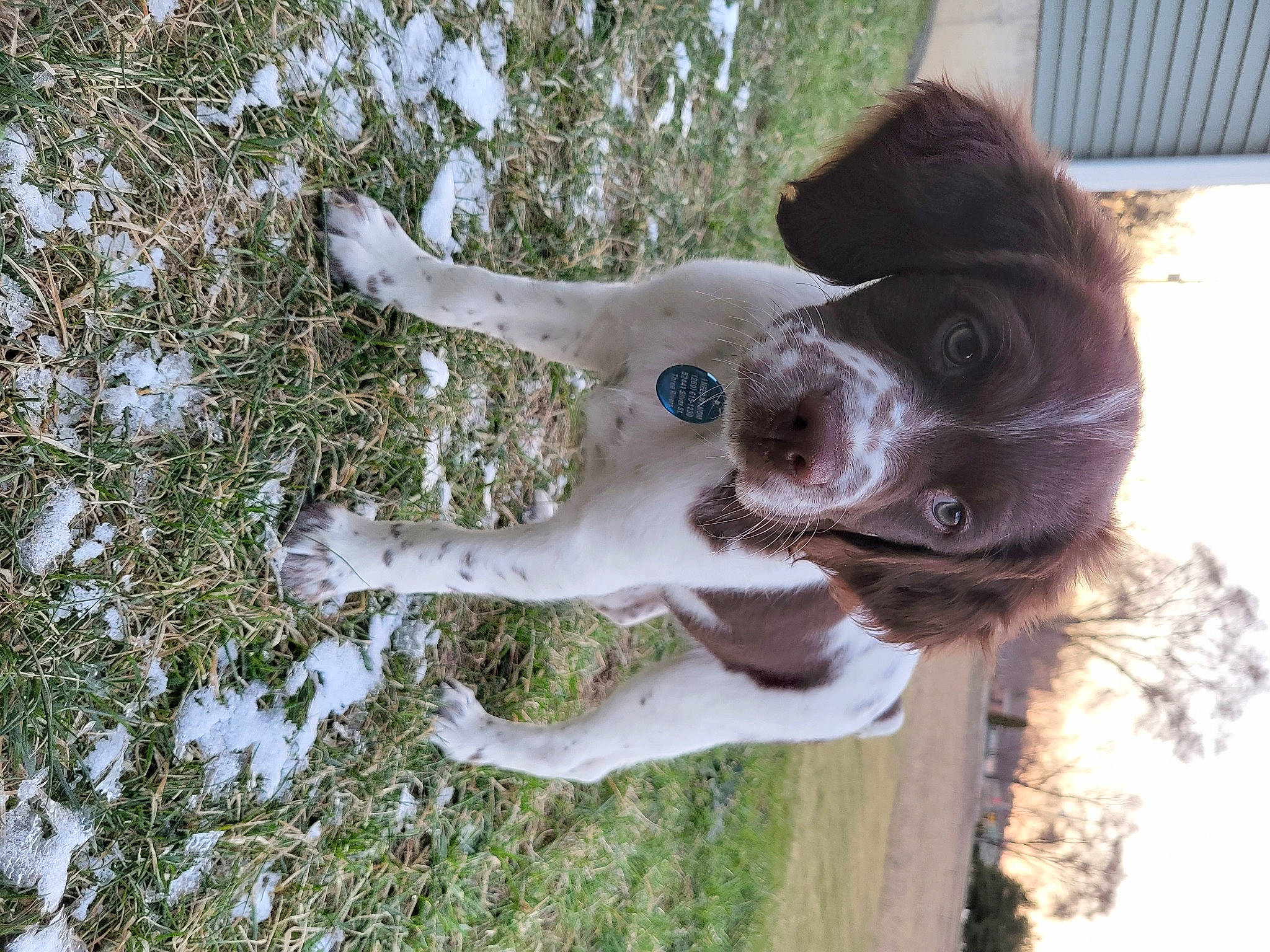 Lakota is registered to the contest to win money with this photo: canidae, carnivore, collar, companion_dog, dog, dog_breed, fawn, fur, gesture, grass, hunting_dog, liver, non_sporting_group, plant, snout, sporting_group, tail, tree, twig, working_animal