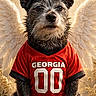 dog, angel_wings, red_jersey, clouds, golden_light, tribute, remembrance, portrait, sitting, animal, furry, pet, outdoor, nature, leaves, grass, sky, serene, memorial, text_overlay
