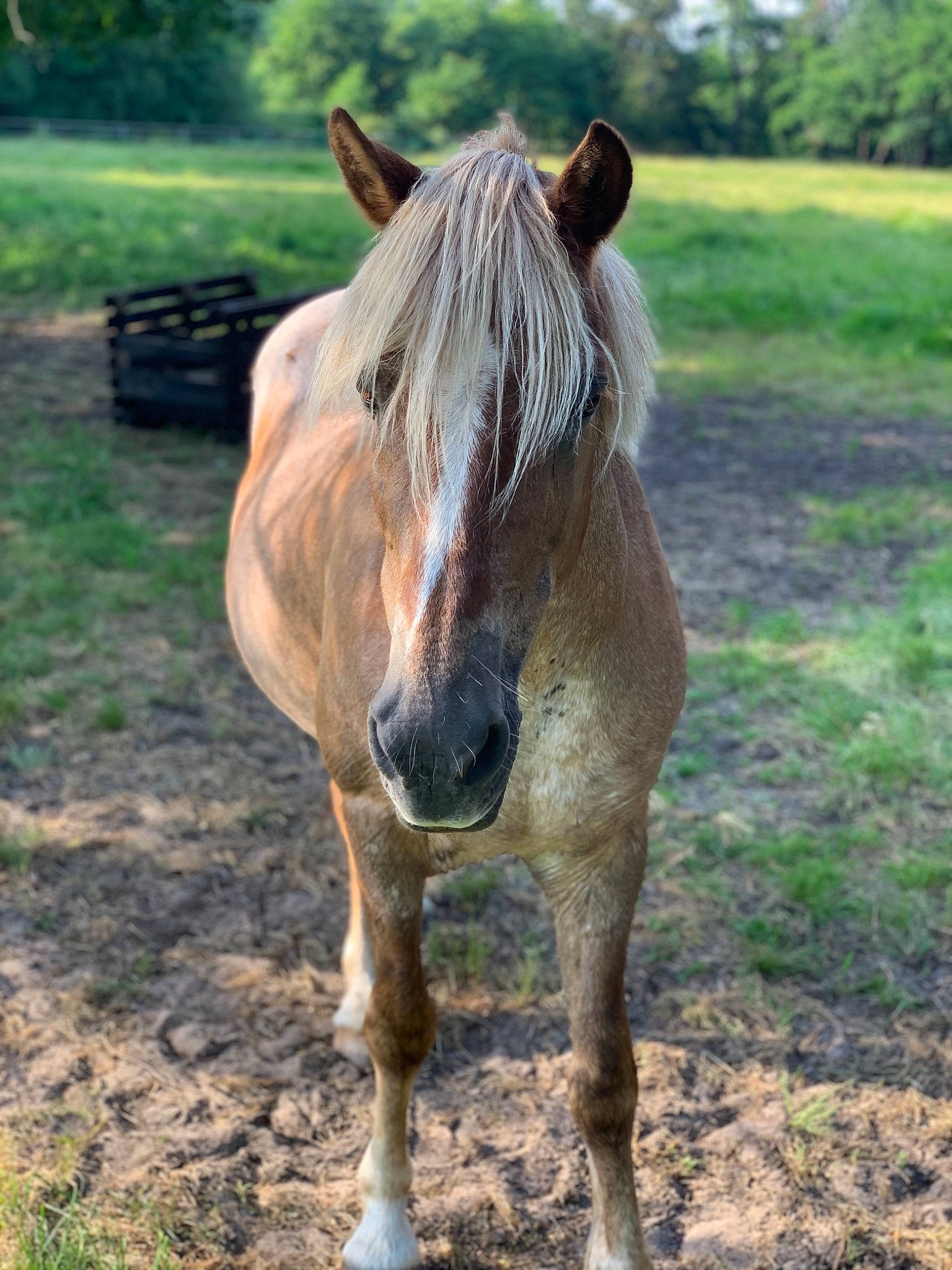 Caramel a rejoint le concours — aidez-le/la à gagner de superbes lots ! colt, foal, grass, grassland, horse, landscape, livestock, mammal, mane, mare, mustang_horse, pasture, pony, rural_area, snout, sorrel, stallion, terrestrial_animal, vertebrate, wildlife
