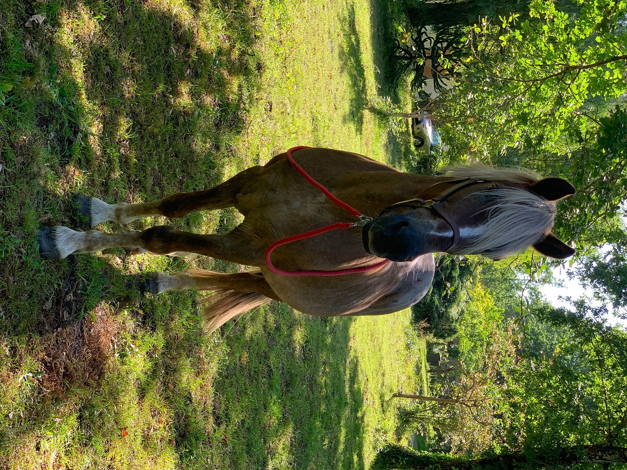 Caramel a rejoint le concours — aidez-le/la à gagner de superbes lots ! forest, grass, plant, tree