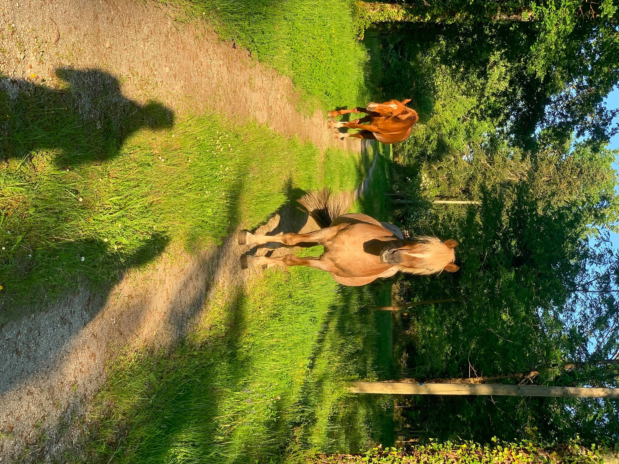 Caramel participe au concours pour gagner de l'argent avec cette photo : fawn, forest, garden, grass, green, happy, landscape, lawn, leisure, natural_landscape, nature, painting, photography, plant, reflection, shrub, sunlight, tree, woody_plant