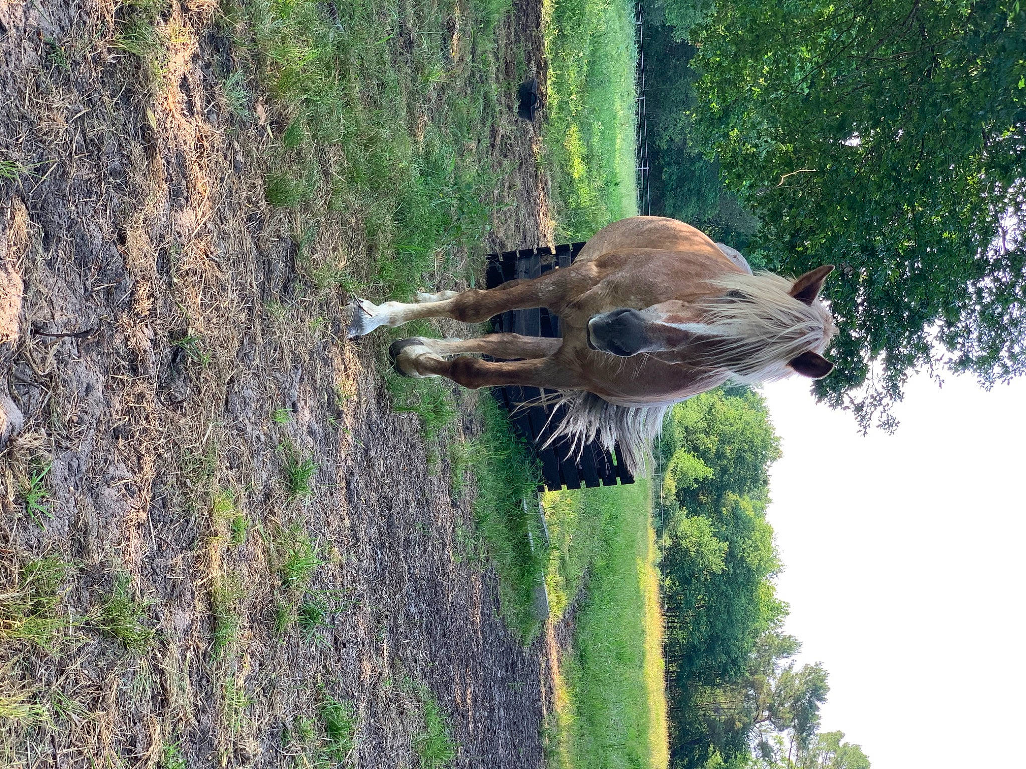 Caramel participe au concours pour gagner de l'argent avec cette photo : adaptation, bird, fawn, plant, red_shouldered_hawk, tail, tree, trunk, wildlife
