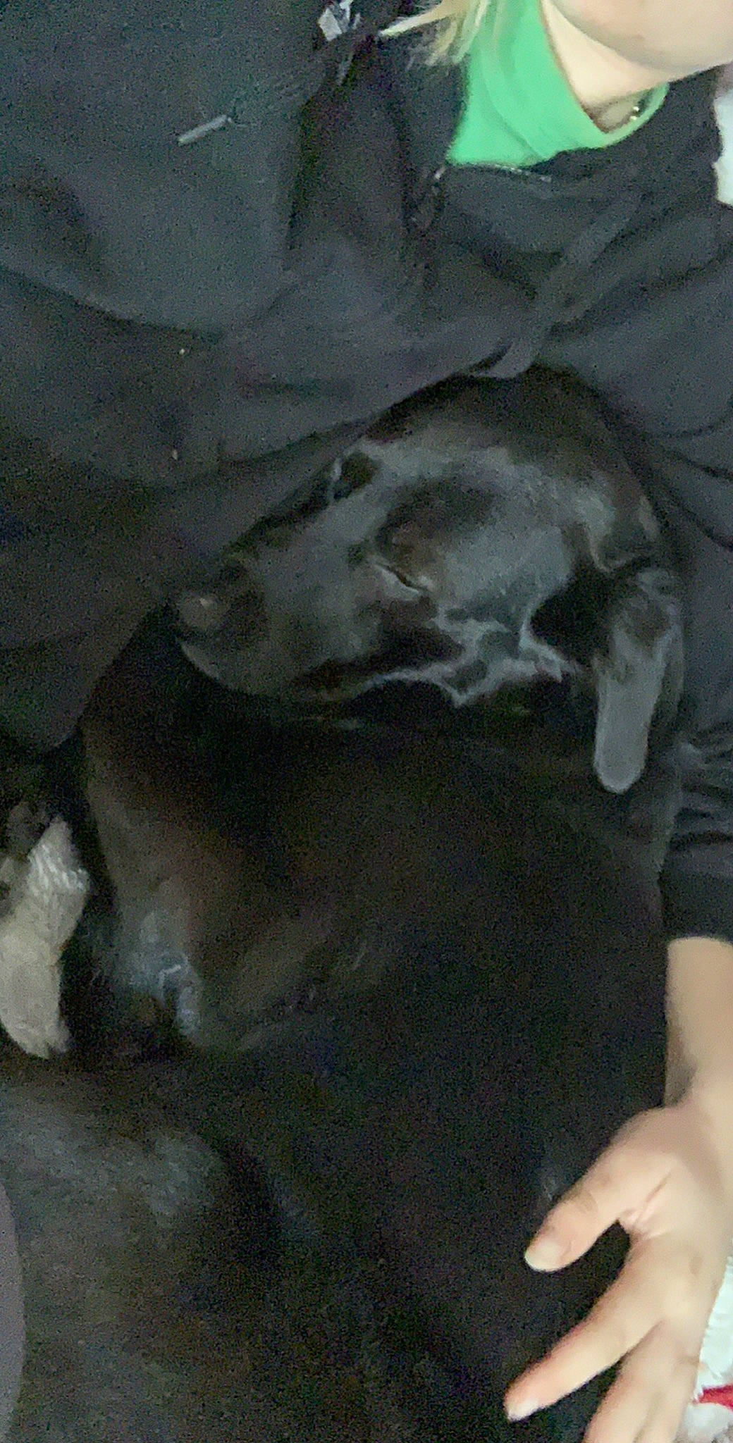 Windsong a rejoint le concours — aidez-le/la à gagner de superbes lots ! canidae, carnivore, dog_breed, snout, sporting_group, weimaraner