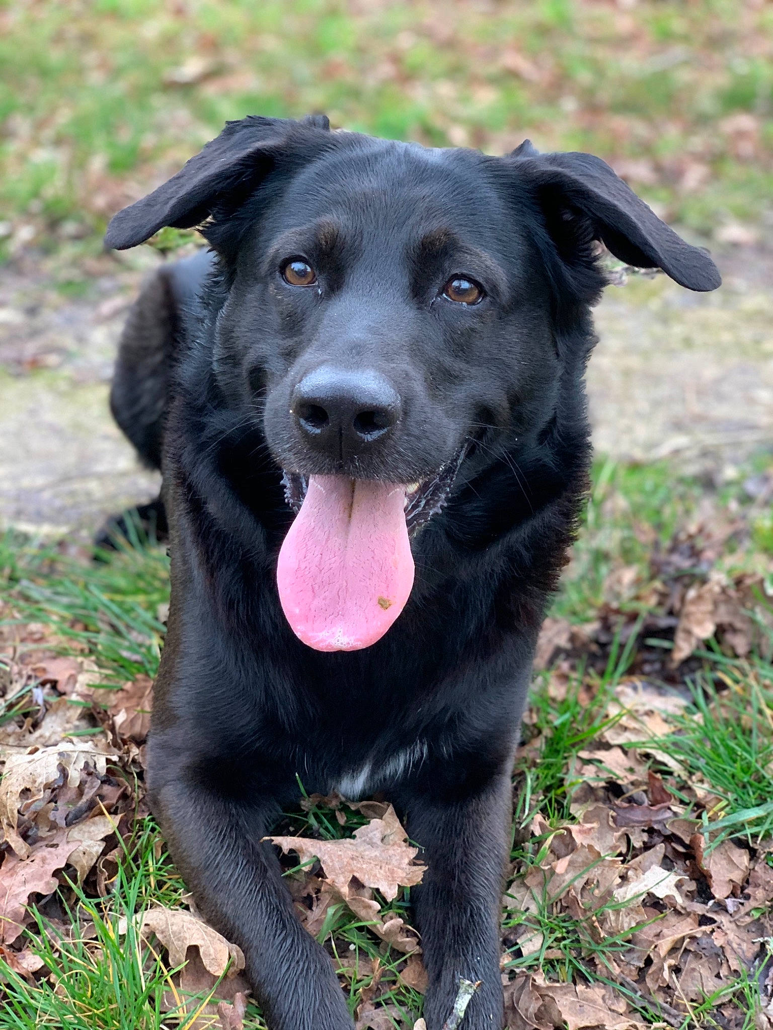 Windsong participe au concours pour gagner de l'argent avec cette photo : borador, canidae, carnivore, dog, dog_breed, flat_coated_retriever, labrador_retriever, mammal, nose, patterdale_terrier, rare_breed_dog, retriever, snout, sporting_group, vertebrate