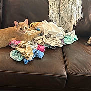 Mango is registered to the contest to win money with this photo: animal, cat, couch, cozy, curious, feline, fringe, home, indoor, laundry, leather_couch, orange_cat, paw, pet, pile_of_clothes, pillow, plaid_pillow, relaxed, resting, throw_blanket