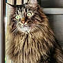 cat, tabby, fluffy, long_hair, green_eyes, whiskers, window, natural_light, curious, pet, feline, closeup, portrait, indoor, animal, soft_fur, mammal, domestic, cute, alert
