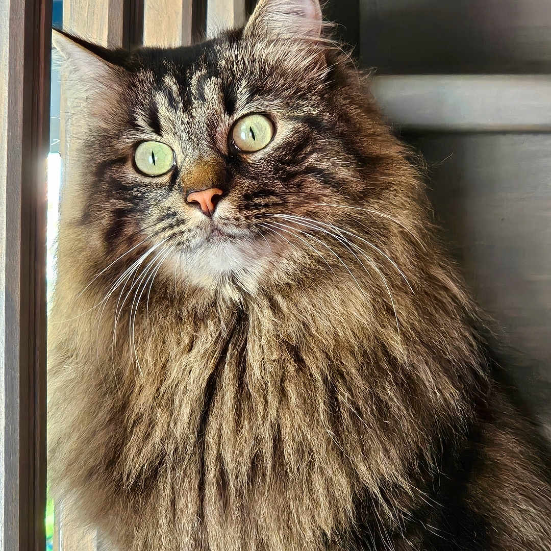 Rocky a rejoint le concours — aidez-le/la à gagner de superbes lots ! alert, animal, cat, closeup, curious, cute, domestic, feline, fluffy, green_eyes, indoor, long_hair, mammal, natural_light, pet, portrait, soft_fur, tabby, whiskers, window