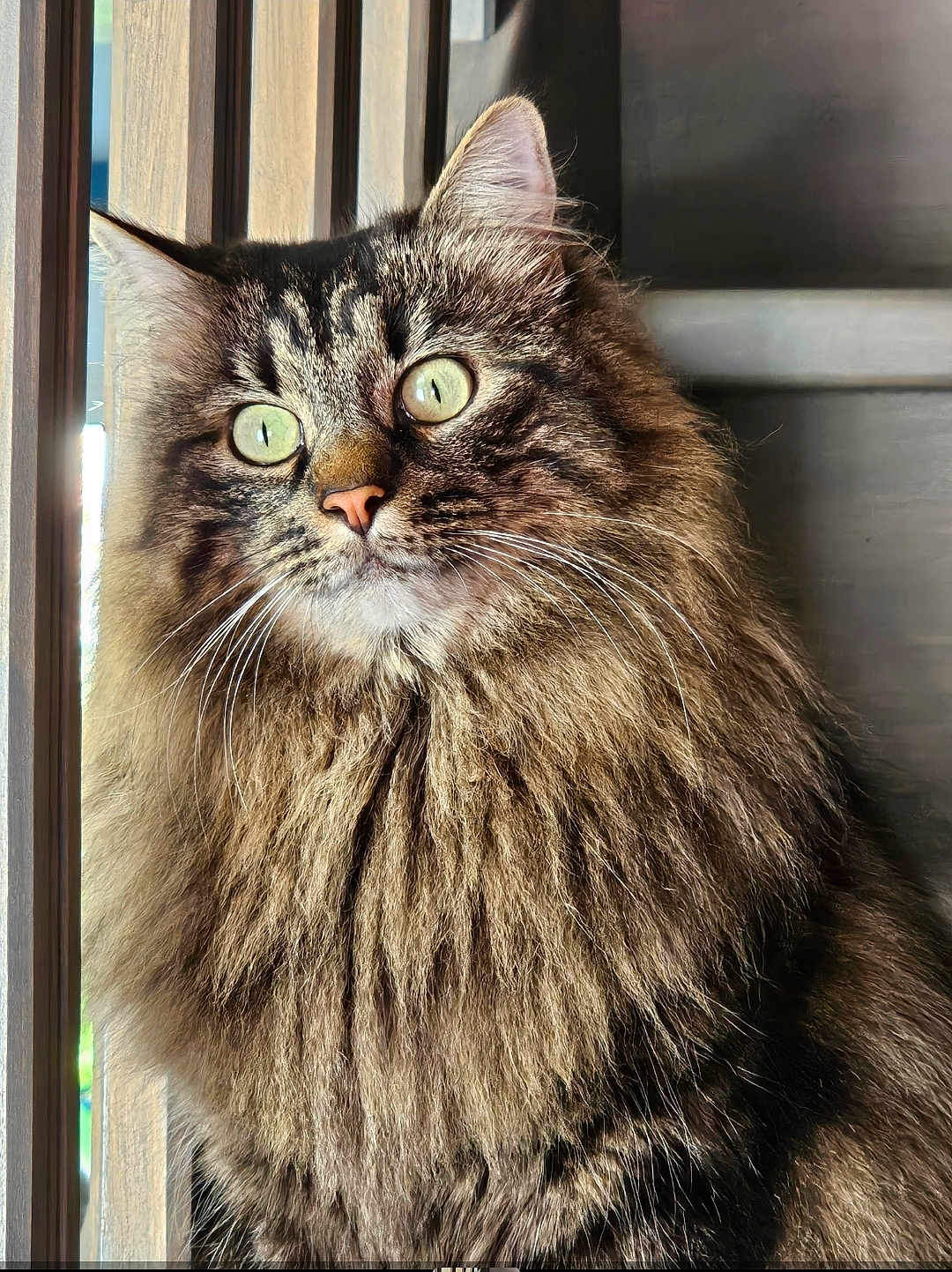 Rocky a rejoint le concours — aidez-le/la à gagner de superbes lots ! cat, tabby, fluffy, long_hair, green_eyes, whiskers, window, natural_light, curious, pet, feline, closeup, portrait, indoor, animal, soft_fur, mammal, domestic, cute, alert
