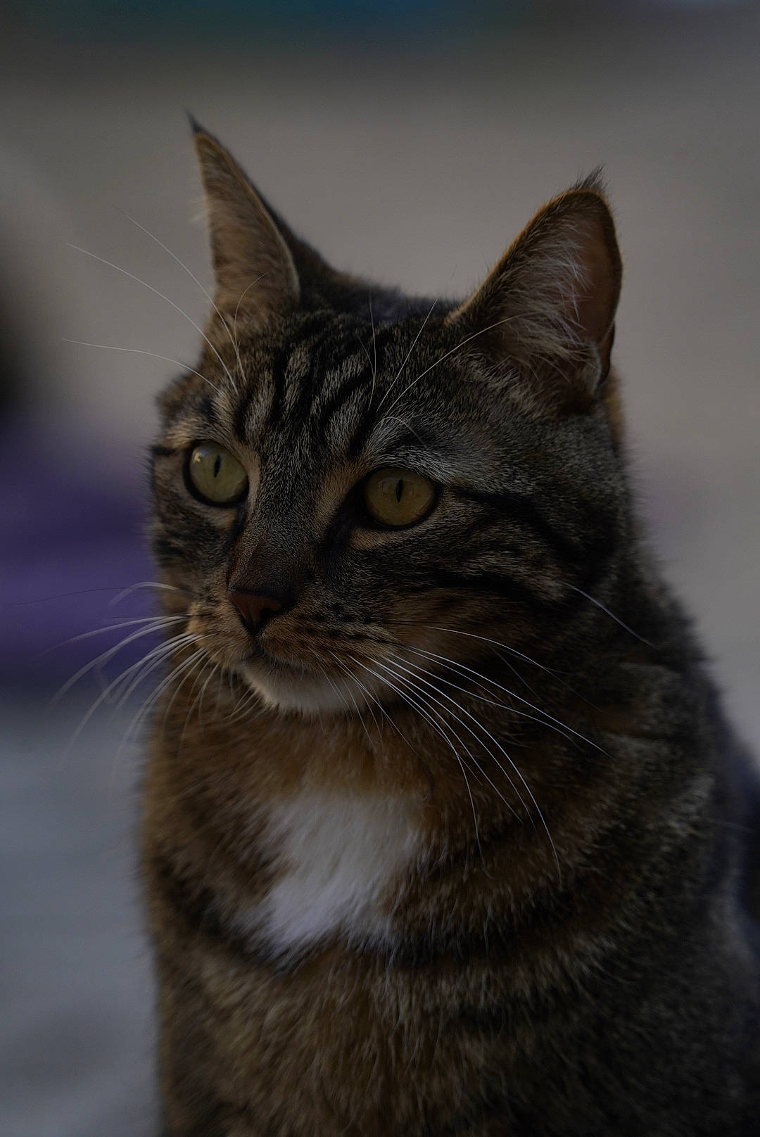 Pitt a rejoint le concours — aidez-le/la à gagner de superbes lots ! carnivore, cat, domestic_short_haired_cat, felidae, fur, grey, small_to_medium_sized_cats, snout, terrestrial_animal, tree, whiskers, wildlife