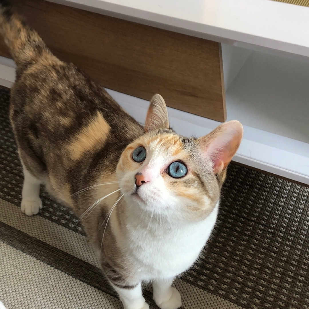 Simba a rejoint le concours — aidez-le/la à gagner de superbes lots ! abyssinian, animal, cat, closet, cupboard, desk, drawer, furniture, hardwood, homedecor, indoors, interiordesign, kitten, manx, pet, plywood, shelf, sideboard, table, wood