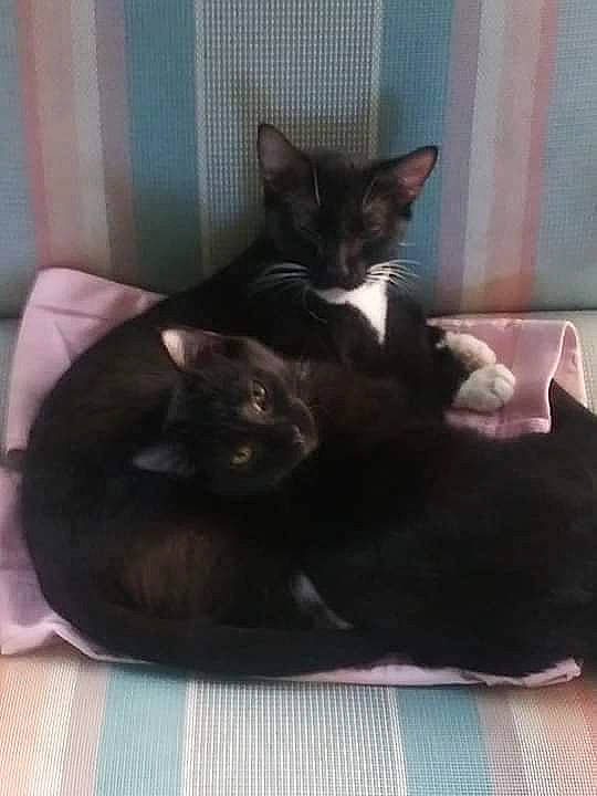 Ghost And Little Bit joined the competition — help win amazing prizes! bed, black_cat, canidae, carnivore, cat, comfort, dog_breed, domestic_short_haired_cat, ear, felidae, fur, grey, nap, room, small_to_medium_sized_cats, snout, sporting_group, tail, terrestrial_animal, whiskers