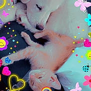 Jackson joined the competition — help win amazing prizes! puppy, kitten, dog, cat, sleeping, cute, fluffy, orange_cat, white_dog, sticker_overlay, hearts, stars, butterflies, unicorn, colorful, cozy, animal, pet, resting, indoor