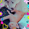 puppy, kitten, dog, cat, sleeping, cute, fluffy, orange_cat, white_dog, sticker_overlay, hearts, stars, butterflies, unicorn, colorful, cozy, animal, pet, resting, indoor