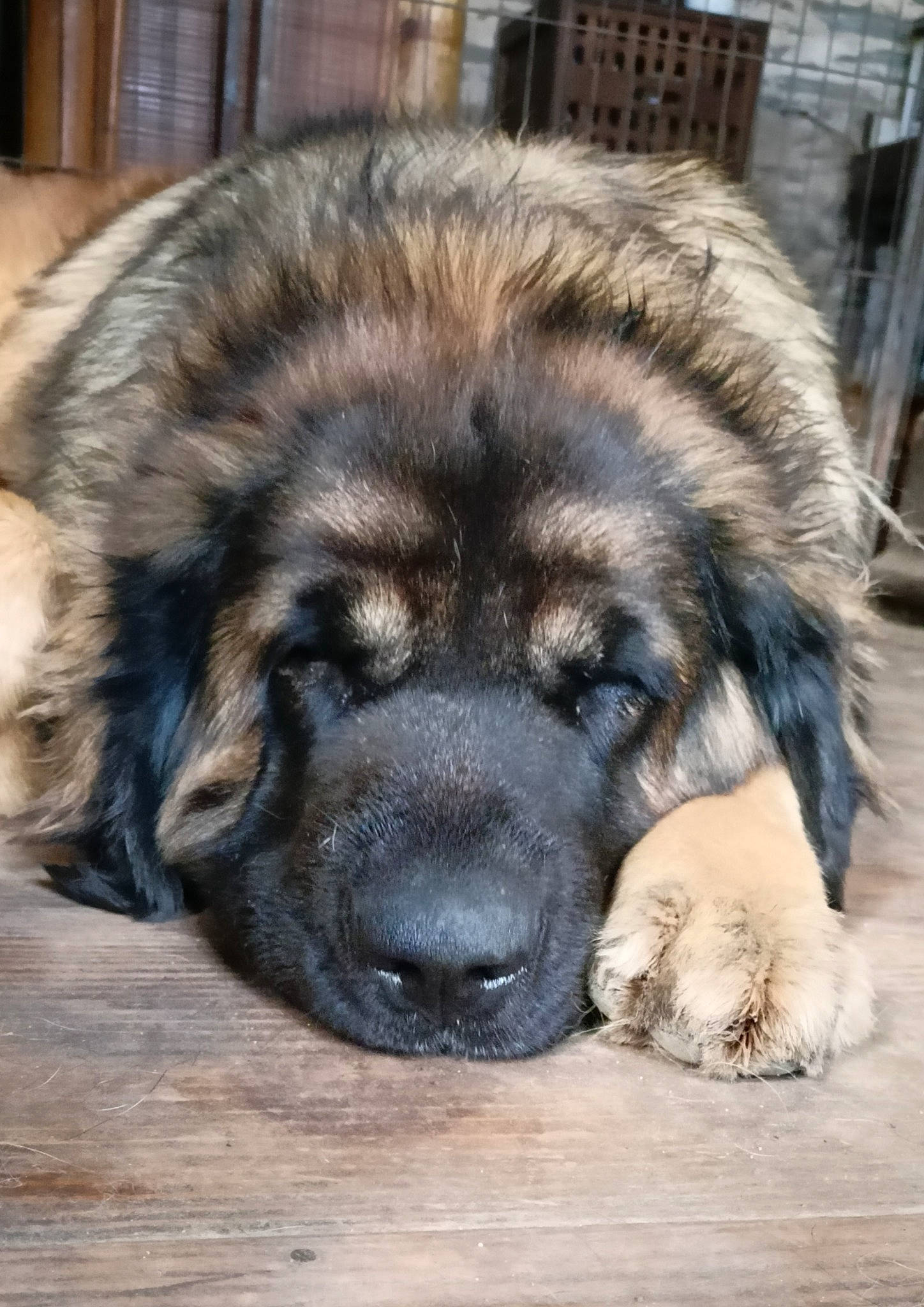 Sandy Légende Du Roi Urien