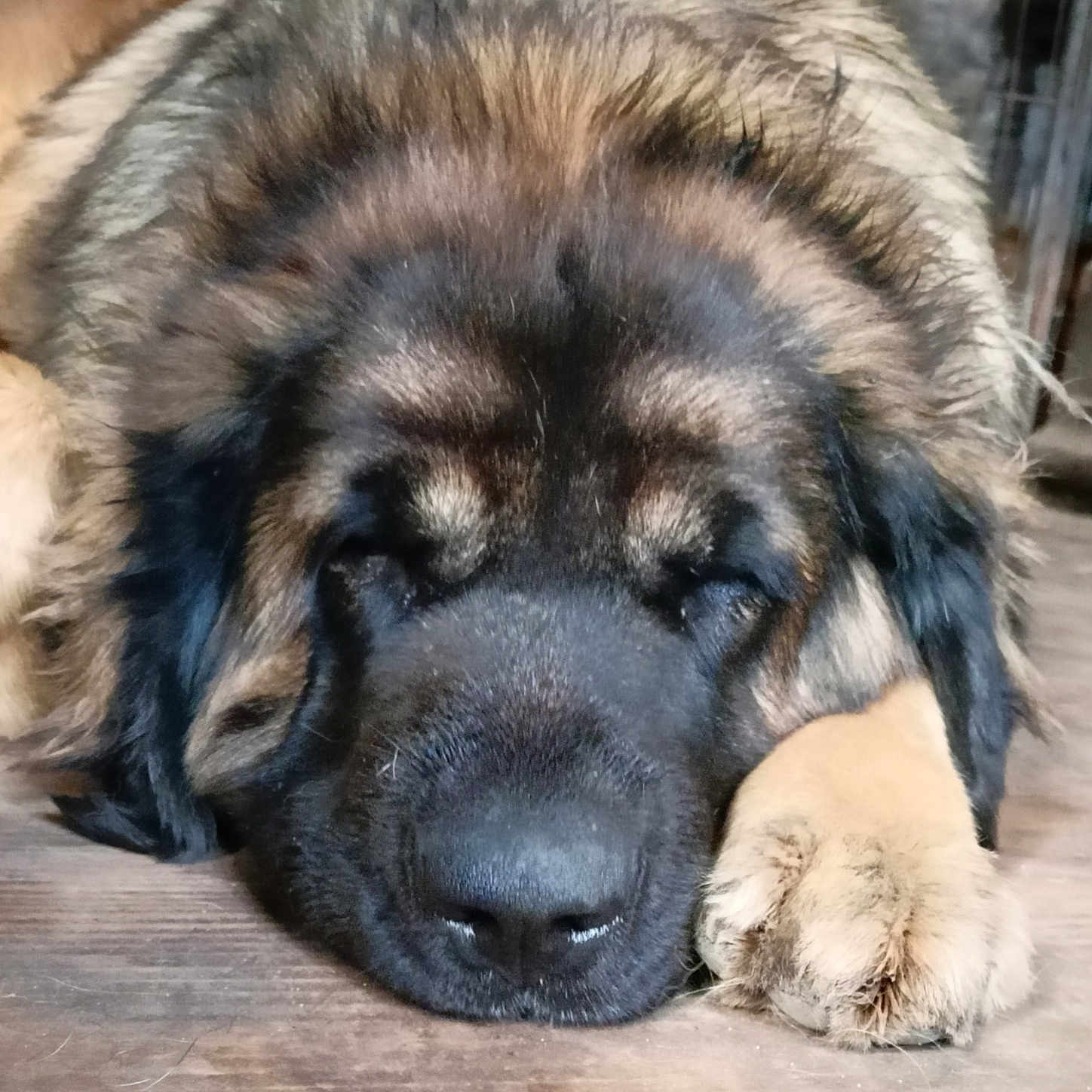 Sandy Légende Du Roi Urien