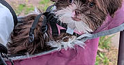 Clover is registered to the contest to win money with this photo: animal, brown, carrier, closeup, cute, dog, ears, eyes, fabric, face, fur, greenery, leash, outdoor, pet, puppy, resting, snout, white, young