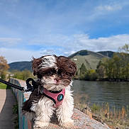 Clover is registered to the contest to win money with this photo: animal, clouds, cute, daylight, dog, fur, greenery, harness, hill, leash, nature, outdoor, path, pet, puppy, river, scenic, sky, small_dog, walk