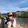 animal, clouds, cute, daylight, dog, fur, greenery, harness, hill, leash, nature, outdoor, path, pet, puppy, river, scenic, sky, small_dog, walk