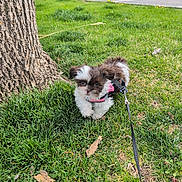 Clover joined the competition — help win amazing prizes! animal, car, cute, daytime, dog, exploring, fluffy, grass, greenery, leash, nature, outdoor, parking_lot, pet, pink_harness, puppy, small_dog, tree_trunk, walking, young_dog