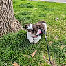 puppy, dog, grass, tree_trunk, leash, pink_harness, outdoor, nature, parking_lot, car, greenery, pet, small_dog, cute, fluffy, walking, daytime, young_dog, exploring, animal