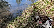 Clover is registered to the contest to win money with this photo: animal, brown_and_white, canine, daytime, dog, grass, ground, leash, nature, outdoor, park, pet, pond, reflection, shadows, small_dog, sunny, tongue_out, trees, water
