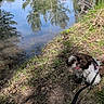 Clover is registered to the contest to win money with this photo: animal, brown_and_white, canine, daytime, dog, grass, ground, leash, nature, outdoor, park, pet, pond, reflection, shadows, small_dog, sunny, tongue_out, trees, water