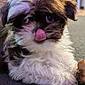Clover is registered to the contest to win money with this photo: adorable, animal, brown_and_white, carpet, close_up, cute, dog, face, fluffy, fur, indoor, lying_down, paw, pet, playful, puppy, small_dog, tongue_out, treat, young_dog