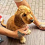 Rosa participe au concours pour gagner de l'argent avec cette photo : puppy, dog, golden, fur, tattoo, hands, wooden_floor, pavement, cute, pet, animal, sitting, young, calm, outdoor, closeup, adorable, domestic, friendly, companion