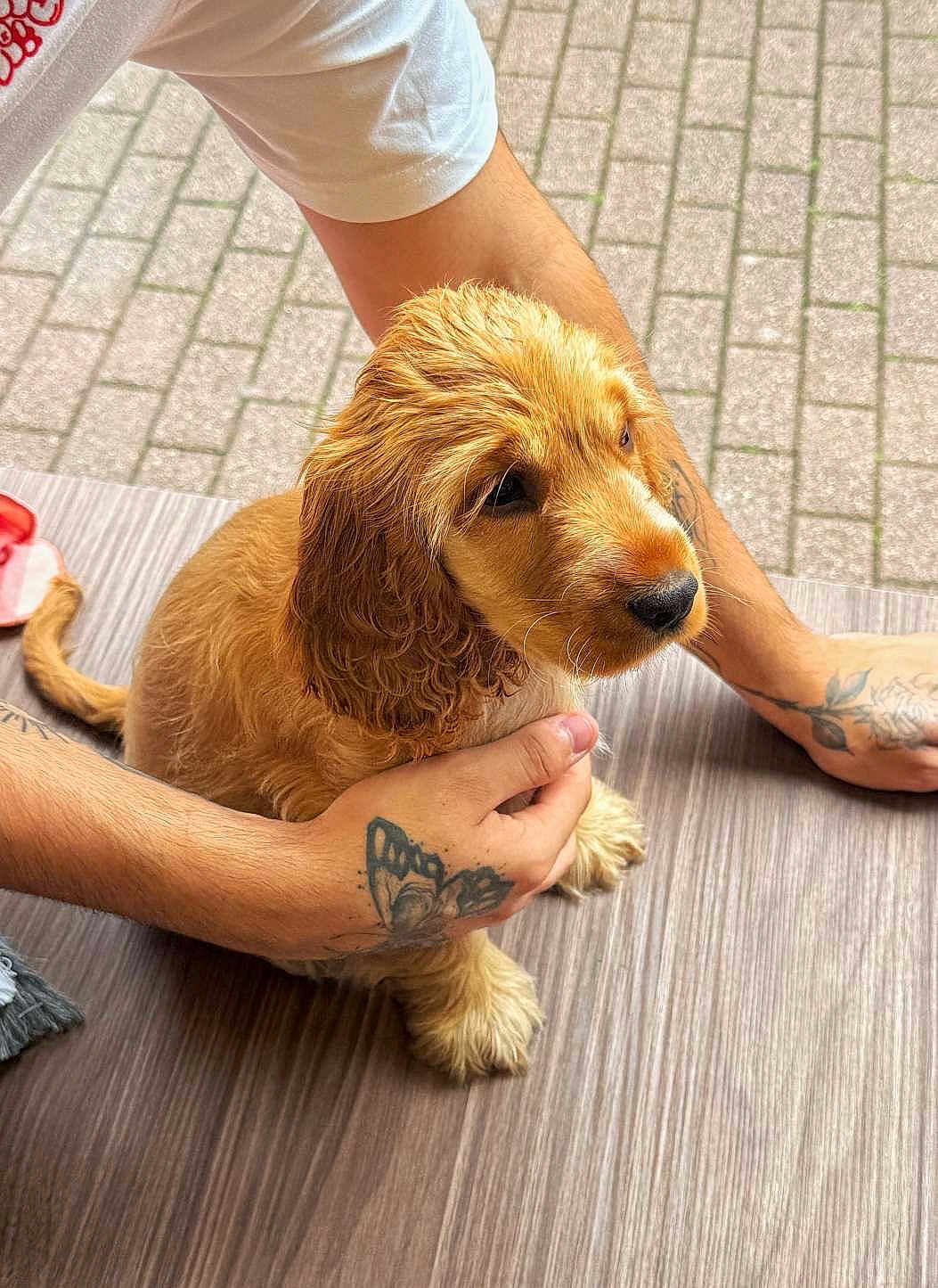Rosa participe au concours pour gagner de l'argent avec cette photo : puppy, dog, golden, fur, tattoo, hands, wooden_floor, pavement, cute, pet, animal, sitting, young, calm, outdoor, closeup, adorable, domestic, friendly, companion