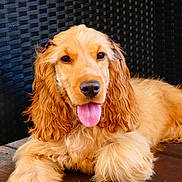 Rosa a rejoint le concours — aidez-le/la à gagner de superbes lots ! dog, cocker_spaniel, golden, tongue_out, pet, canine, fur, laying_down, happy, animal, domestic_animal, ears, wood_floor, close_up, portrait, mammal, friendly, companion, indoor, resting