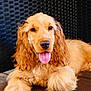 dog, cocker_spaniel, golden, tongue_out, pet, canine, fur, laying_down, happy, animal, domestic_animal, ears, wood_floor, close_up, portrait, mammal, friendly, companion, indoor, resting