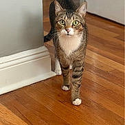 Comet is registered to the contest to win money with this photo: cat, tabby, green_eyes, wooden_floor, indoor, curious, walking, pet, animal, feline, whiskers, ears, paws, domestic, house, flooring, doorway, white_paws, striped, alert