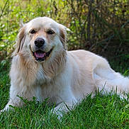 Abby joined the competition — help win amazing prizes! dog, golden_retriever, grass, outdoor, animal, pet, mammal, nature, canine, happy, tongue_out, fur, laying_down, greenery, sunlight, portrait, friendly, relaxed, daylight, smiling