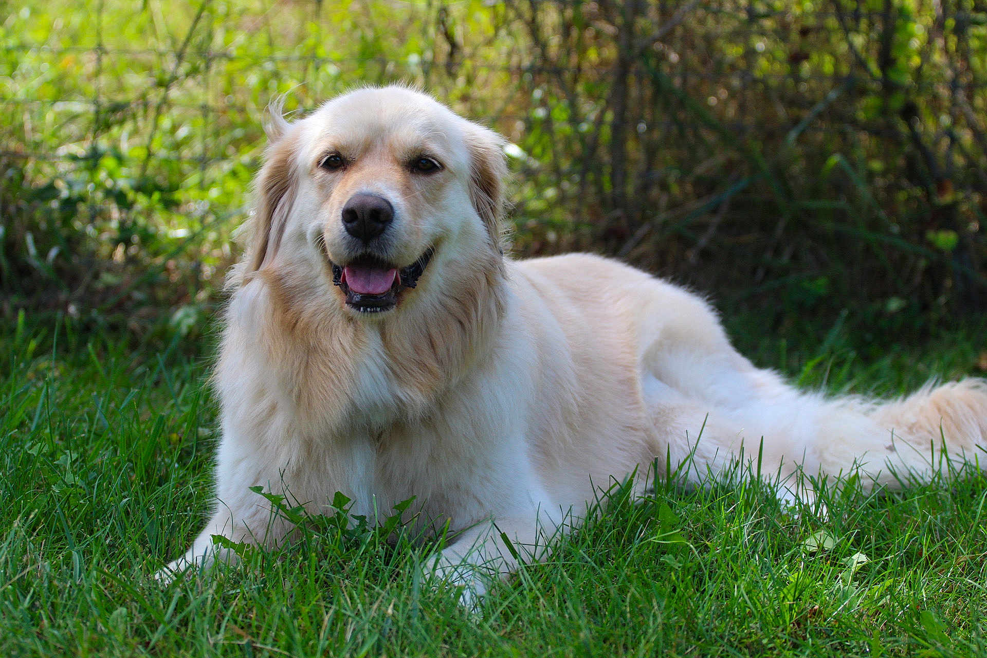 Abby joined the competition — help win amazing prizes! dog, golden_retriever, grass, outdoor, animal, pet, mammal, nature, canine, happy, tongue_out, fur, laying_down, greenery, sunlight, portrait, friendly, relaxed, daylight, smiling
