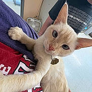 Cinnamon Sugar joined the competition — help win amazing prizes! cat, kitten, cream_fur, fluffy, wide_eyes, large_ears, pink_nose, whiskers, paws, sitting, lying_down, indoor, lap, person, portrait, close_up, pet, animal, playful, cute