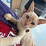 cat, kitten, cream_fur, fluffy, wide_eyes, large_ears, pink_nose, whiskers, paws, sitting, lying_down, indoor, lap, person, portrait, close_up, pet, animal, playful, cute