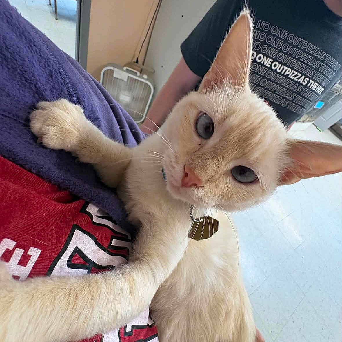 Cinnamon Sugar joined the competition — help win amazing prizes! cat, kitten, cream_fur, fluffy, wide_eyes, large_ears, pink_nose, whiskers, paws, sitting, lying_down, indoor, lap, person, portrait, close_up, pet, animal, playful, cute